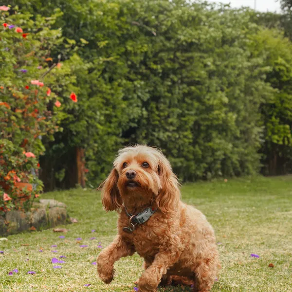 A golden fluffy dog about to leap and start playing and running around.