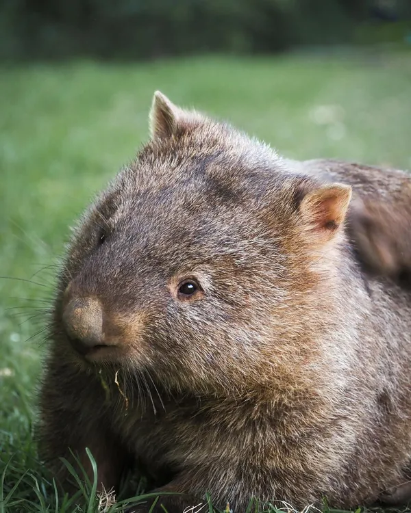 A closeup of a Wombat